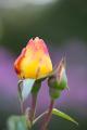 IMG_5192 rosebud